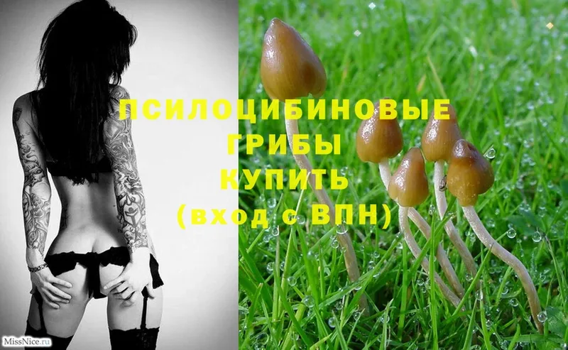 маркетплейс как зайти  Жигулёвск  Псилоцибиновые грибы Magic Shrooms  дарнет шоп 