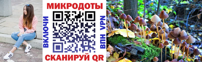 где купить   Жигулёвск  Галлюциногенные грибы Psilocybine cubensis 